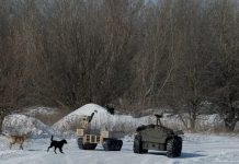 Šokantno otkriće! Psi u ukrajini više nisu isti: 1 stvar najviše iznenađuje Šokantno otkriće! Psi u ukrajini više nisu isti: 1 stvar najviše iznenađuje - featured image