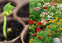 Ova tri cveta zasadite u februaru i na proleće ćete imati baštu punu mirisa i boja: Idealni su i za terase Ova tri cveta zasadite u februaru i na proleće ćete imati baštu punu mirisa i boja: Idealni su i za terase - featured image