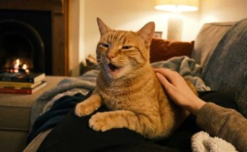 Mačka nam zahvaljuje, ali je otjeramo. Kako ne biste propustili važne znakove svog kućnog ljubimca Mačka nam zahvaljuje, ali je otjeramo. Kako ne biste propustili važne znakove svog kućnog ljubimca - featured image