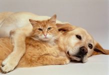 Mačke osjete kad vam dolazi bolest, a psi kad vam dolazi loša osoba: Evo kako životinje skeniraju energiju