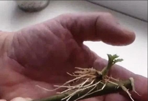 SAMO 1 kašičica na litar vode, pa čak i suhi štap će se ukorijeniti: Stari vrtlarski TRIK! SAMO 1 kašičica na litar vode, pa čak i suhi štap će se ukorijeniti: Stari vrtlarski TRIK! - featured image