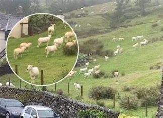 SNIMALA OVCE pa primjetila nešto vrlo čudno: “Nisam mogla vjerovati svojim očima! Kako je to moguće?” SNIMALA OVCE pa primjetila nešto vrlo čudno: “Nisam mogla vjerovati svojim očima! Kako je to moguće?” - featured image