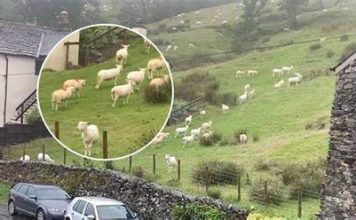 SNIMALA OVCE pa primjetila nešto vrlo čudno: “Nisam mogla vjerovati svojim očima! Kako je to moguće?” SNIMALA OVCE pa primjetila nešto vrlo čudno: “Nisam mogla vjerovati svojim očima! Kako je to moguće?” - featured image