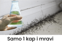 Sa samo jednom kapljicom, možete učiniti da mravi trenutno nestanu – nevjerojatno učinkovit trik za vaš dom!