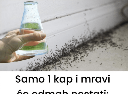 Sa samo jednom kapljicom, možete učiniti da mravi trenutno nestanu – nevjerojatno učinkovit trik za vaš dom!