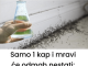 Sa samo jednom kapljicom, možete učiniti da mravi trenutno nestanu – nevjerojatno učinkovit trik za vaš dom!