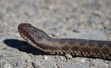 Poznati zmijolovac otkrio šta da uradite ako vas ujede zmija: Ovako prepoznajte otrovnicu od bezopasne vrste