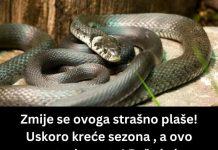 ZMIJE SE SAMO OVOGA KRVNIČKI PLAŠE! Čim to OSETE BEŽE KAO LUDE! Nikada se NEĆE VRATITI, Srbi, SAMO U TOME JE SPAS! ZMIJE SE SAMO OVOGA KRVNIČKI PLAŠE! Čim to OSETE BEŽE KAO LUDE! Nikada se NEĆE VRATITI, Srbi, SAMO U TOME JE SPAS! - featured image
