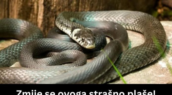 ZMIJE SE SAMO OVOGA KRVNIČKI PLAŠE! Čim to OSETE BEŽE KAO LUDE! Nikada se NEĆE VRATITI, Srbi, SAMO U TOME JE SPAS! ZMIJE SE SAMO OVOGA KRVNIČKI PLAŠE! Čim to OSETE BEŽE KAO LUDE! Nikada se NEĆE VRATITI, Srbi, SAMO U TOME JE SPAS! - featured image