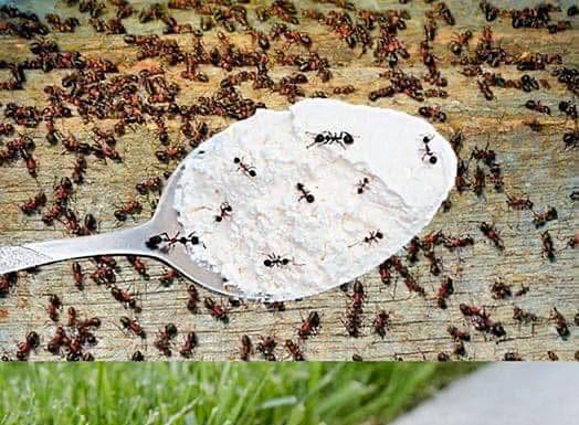Hvala komšiji na ovom GENIJALNOM triku! Mravi nestaju iz kuće za tren – evo kako 🐜🚫 Hvala komšiji na ovom GENIJALNOM triku! Mravi nestaju iz kuće za tren – evo kako 🐜🚫 - featured image
