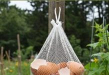 Ne Bacajte Ljuske od Jaja! Obesite ih u Bašti – Razlog će vas iznenaditi! Ne Bacajte Ljuske od Jaja! Obesite ih u Bašti – Razlog će vas iznenaditi! - featured image