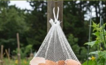 Ne Bacajte Ljuske od Jaja! Obesite ih u Bašti – Razlog će vas iznenaditi! Ne Bacajte Ljuske od Jaja! Obesite ih u Bašti – Razlog će vas iznenaditi! - featured image