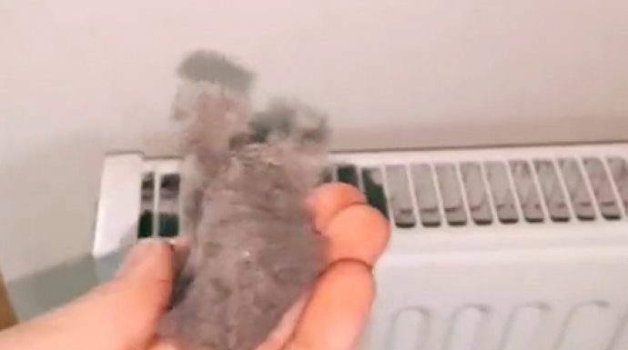 EVO KAKO DA OČISTITE RADIJATORE ZA MINUTU: Bolju foru niste vidjeli, kako se niko ranije nije sjetio ovoga?! (VIDEO) EVO KAKO DA OČISTITE RADIJATORE ZA MINUTU: Bolju foru niste vidjeli, kako se niko ranije nije sjetio ovoga?! (VIDEO) - featured image