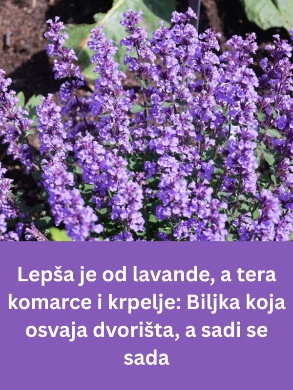 Ljepša od lavande, a komarci i krpelji je ne podnose: Ova biljka je spas za svako dvorište - featured image Ljepša od lavande, a komarci i krpelji je ne podnose: Ova biljka je spas za svako dvorište - featured image