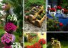 10 kreativnih ideja za cvjetne dekoracije u dvorištu koje će svaki prostor pretvoriti u malu oazu 10 kreativnih ideja za cvjetne dekoracije u dvorištu koje će svaki prostor pretvoriti u malu oazu - featured image