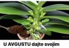 U AVGUSTU dajte svojim orhidejima ovu domaću hranu: ČAK i slabe biljke će oživjeti i obilno cvjetati U AVGUSTU dajte svojim orhidejima ovu domaću hranu: ČAK i slabe biljke će oživjeti i obilno cvjetati - featured image