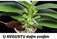 U AVGUSTU dajte svojim orhidejima ovu domaću hranu: ČAK i slabe biljke će oživjeti i obilno cvjetati U AVGUSTU dajte svojim orhidejima ovu domaću hranu: ČAK i slabe biljke će oživjeti i obilno cvjetati - featured image