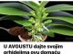 U AVGUSTU dajte svojim orhidejima ovu domaću hranu: ČAK i slabe biljke će oživjeti i obilno cvjetati U AVGUSTU dajte svojim orhidejima ovu domaću hranu: ČAK i slabe biljke će oživjeti i obilno cvjetati - featured image
