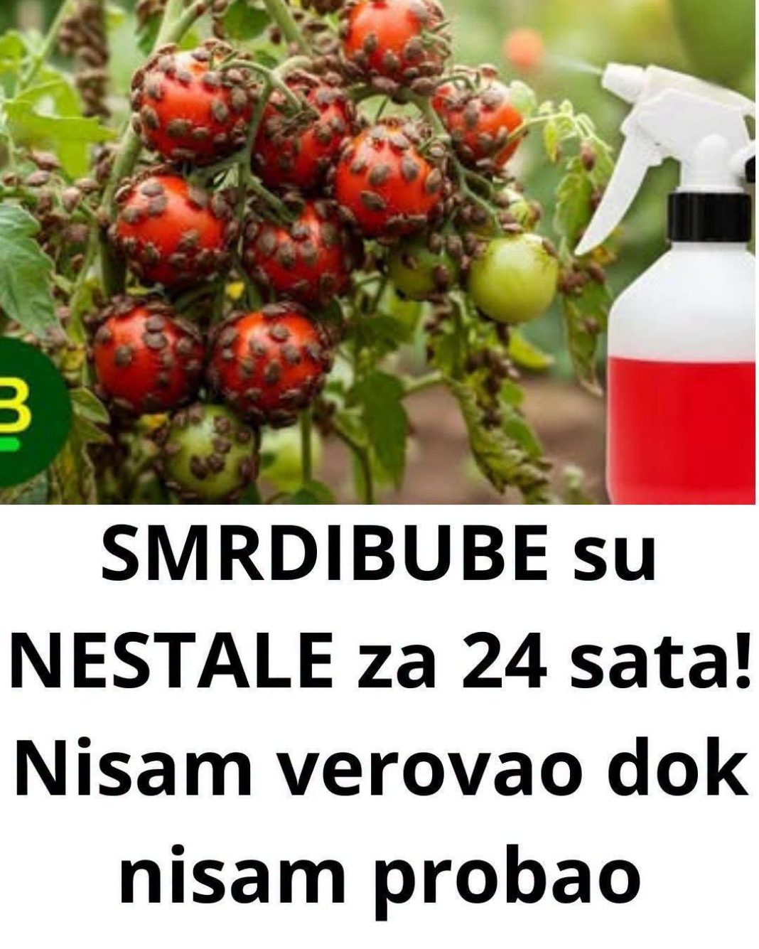 SMRDIBUBE su NESTALE za 24 sata! Nisam verovao dok nisam probao… - featured image