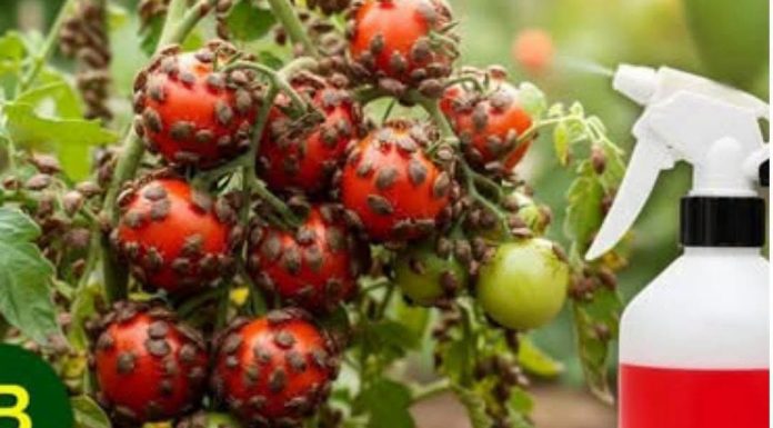 SMRDIBUBE su NESTALE za 24 sata! Nisam verovao dok nisam probao… SMRDIBUBE su NESTALE za 24 sata! Nisam verovao dok nisam probao… - featured image