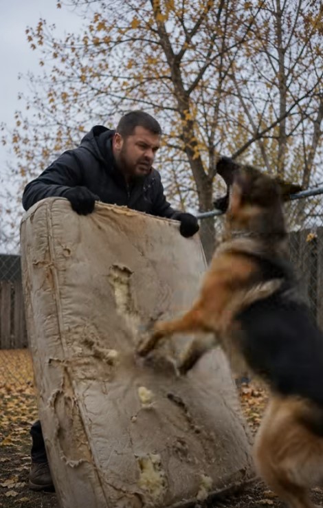 Samo sam htjela baciti svoj stari dušek, koji je već bio pocijepan na nekoliko mjesta, ali moj pas je zario zube u njega i nije mi dao da napravim ni jedan korak. U tom trenutku još uvijek nisam shvatala zašto se tako čudno ponaša, ali samo nekoliko minuta kasnije zažalila sam što sam uopće odlučila iznijeti taj dušek iz kuće. 😨😨 - featured image Samo sam htjela baciti svoj stari dušek, koji je već bio pocijepan na nekoliko mjesta, ali moj pas je zario zube u njega i nije mi dao da napravim ni jedan korak. U tom trenutku još uvijek nisam shvatala zašto se tako čudno ponaša, ali samo nekoliko minuta kasnije zažalila sam što sam uopće odlučila iznijeti taj dušek iz kuće. 😨😨 - featured image