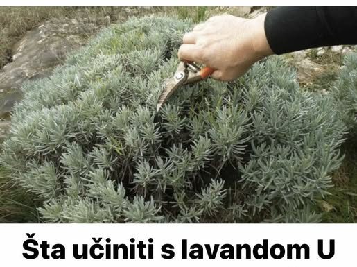 Šta učiniti s lavandom U SEPTEMBRU da bi grmlje sljedeće godine obilno cvjetalo? Šta učiniti s lavandom U SEPTEMBRU da bi grmlje sljedeće godine obilno cvjetalo? - featured image