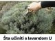 Šta učiniti s lavandom U SEPTEMBRU da bi grmlje sljedeće godine obilno cvjetalo? Šta učiniti s lavandom U SEPTEMBRU da bi grmlje sljedeće godine obilno cvjetalo? - featured image