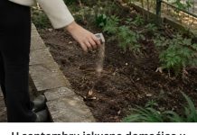 U septembru iskusne domaćice u bašti posipaju TRI KAŠIKE OVOG ZAČINA i tako znaju da će im zemlja ostati zdrava tokom zime U septembru iskusne domaćice u bašti posipaju TRI KAŠIKE OVOG ZAČINA i tako znaju da će im zemlja ostati zdrava tokom zime - featured image