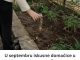 U septembru iskusne domaćice u bašti posipaju TRI KAŠIKE OVOG ZAČINA i tako znaju da će im zemlja ostati zdrava tokom zime U septembru iskusne domaćice u bašti posipaju TRI KAŠIKE OVOG ZAČINA i tako znaju da će im zemlja ostati zdrava tokom zime - featured image