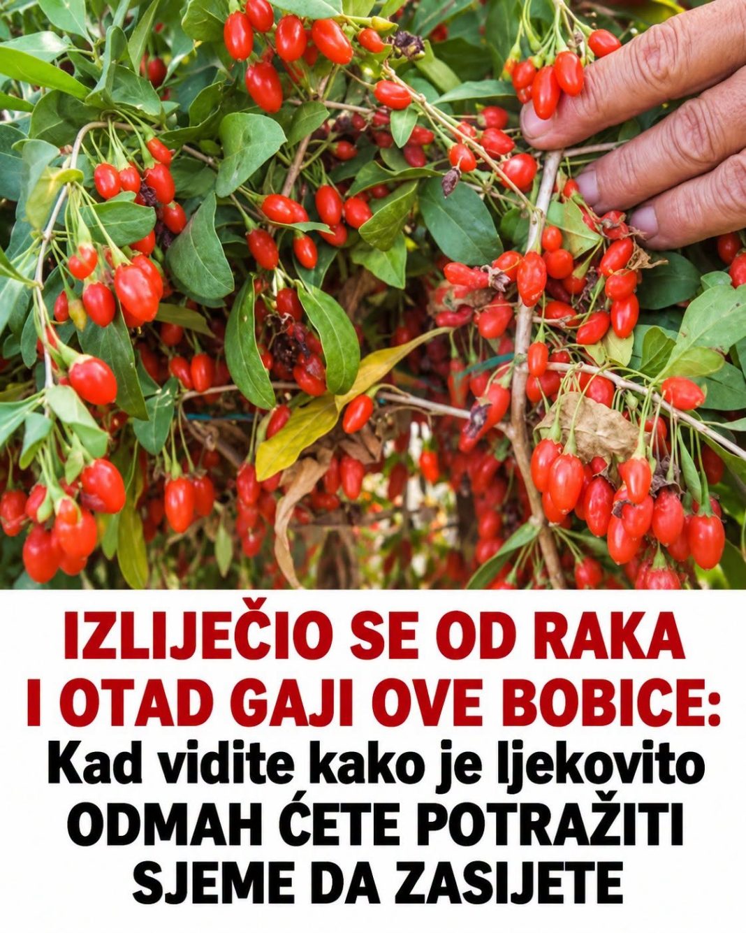 IZLIJEČIO SE OD RAKA I OTAD GAJI OVE BOBICE, kad vidite kako je ljekovito ODMAH ĆETE POTRAŽITI SJEME DA ZASIJETE - featured image IZLIJEČIO SE OD RAKA I OTAD GAJI OVE BOBICE, kad vidite kako je ljekovito ODMAH ĆETE POTRAŽITI SJEME DA ZASIJETE - featured image