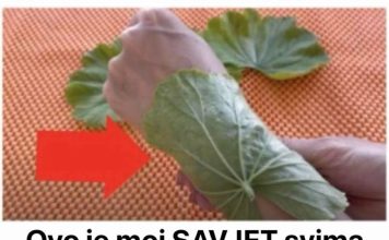 Ovo je moj SAVJET svima koji pate od ZGLOBOVA, akni i bolova u ušima: Morate probati šta ovi zeleni listovi mogu učiniti! Ovo je moj SAVJET svima koji pate od ZGLOBOVA, akni i bolova u ušima: Morate probati šta ovi zeleni listovi mogu učiniti! - featured image