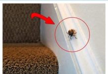 EVO ŠTA ZNAČI KAD SMRDIBUBA UĐE U KUĆU – NIPOŠTO JE NE UNIŠTAVAJTE EVO ŠTA ZNAČI KAD SMRDIBUBA UĐE U KUĆU – NIPOŠTO JE NE UNIŠTAVAJTE - featured image
