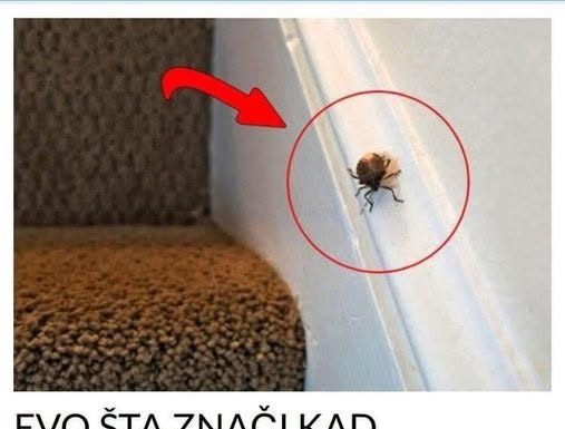 EVO ŠTA ZNAČI KAD SMRDIBUBA UĐE U KUĆU – NIPOŠTO JE NE UNIŠTAVAJTE EVO ŠTA ZNAČI KAD SMRDIBUBA UĐE U KUĆU – NIPOŠTO JE NE UNIŠTAVAJTE - featured image