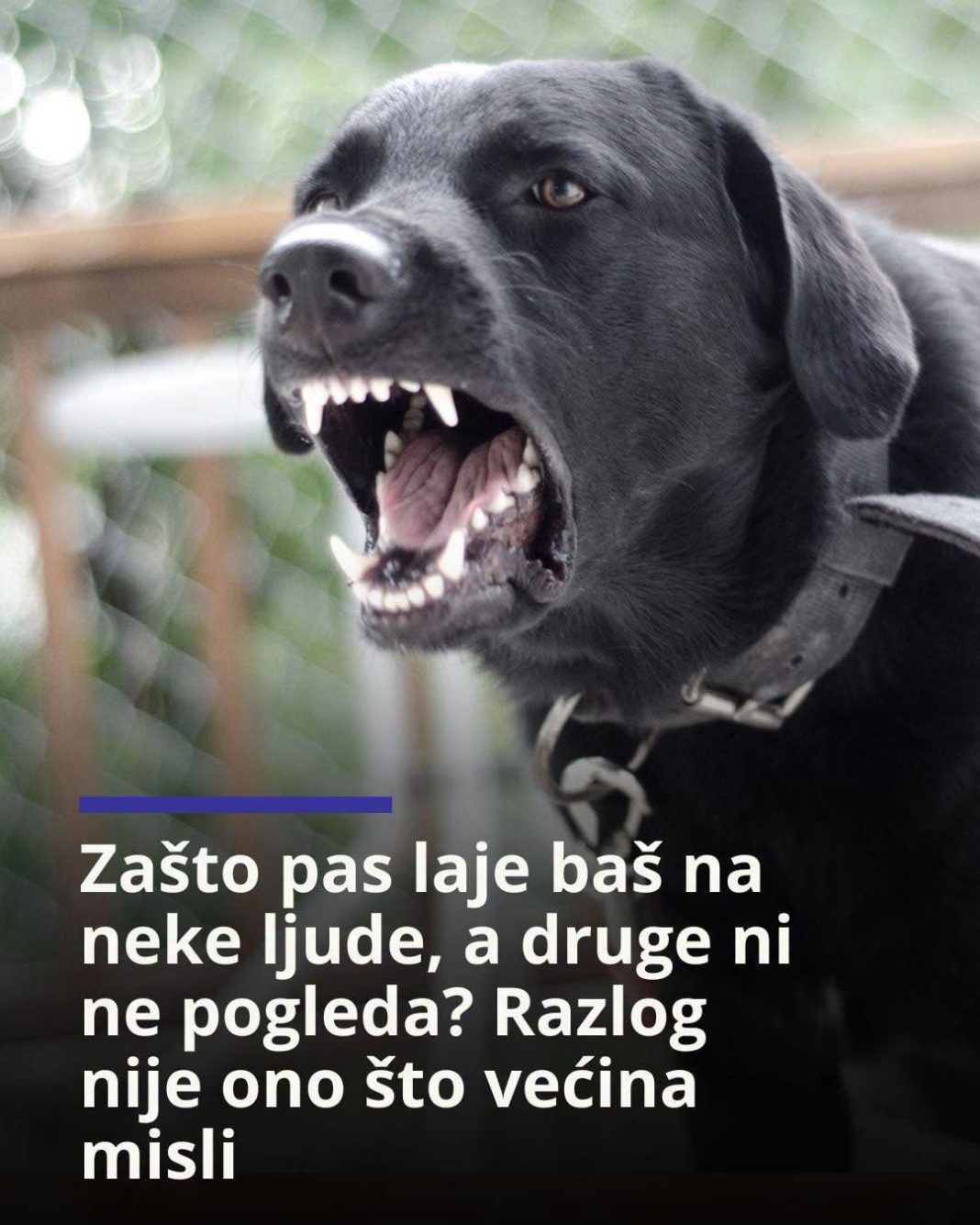 Zašto pas laje baš na neke ljude, a druge ni ne pogleda? Razlog nije ono što većina misli - featured image