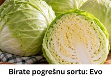 Birate pogrešnu sortu: Evo koji kupus je najbolji za kišeljenje, idealnih dimenzija i teksture Birate pogrešnu sortu: Evo koji kupus je najbolji za kišeljenje, idealnih dimenzija i teksture - featured image
