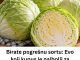 Birate pogrešnu sortu: Evo koji kupus je najbolji za kišeljenje, idealnih dimenzija i teksture Birate pogrešnu sortu: Evo koji kupus je najbolji za kišeljenje, idealnih dimenzija i teksture - featured image
