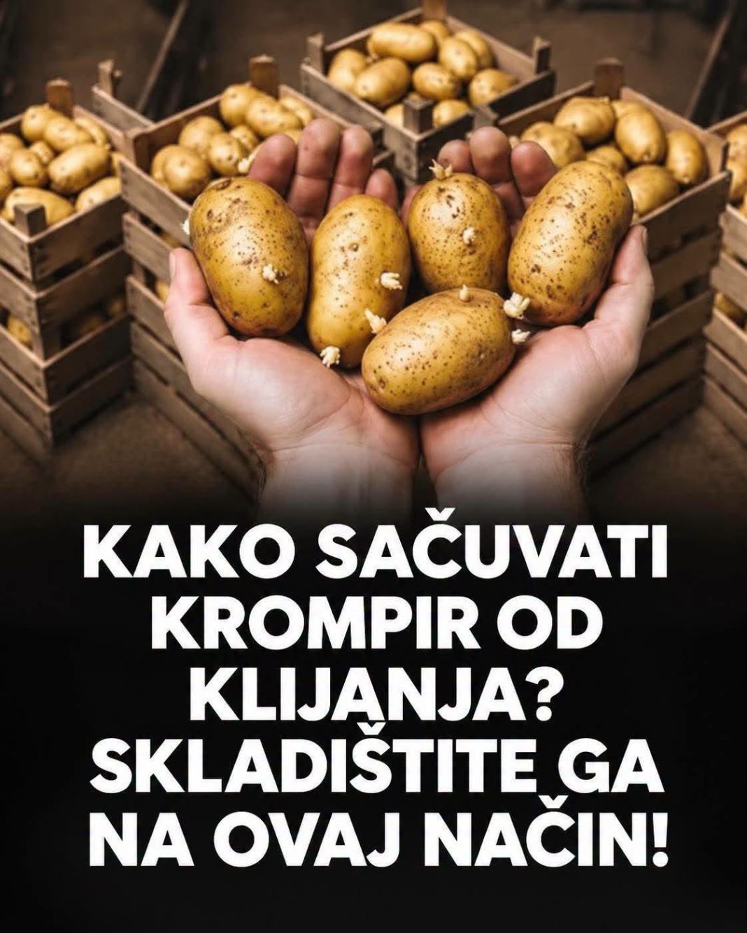 Kako sačuvati krompir 0d klijanja? Skladištite ga na ovaj način ! - featured image Kako sačuvati krompir 0d klijanja? Skladištite ga na ovaj način ! - featured image