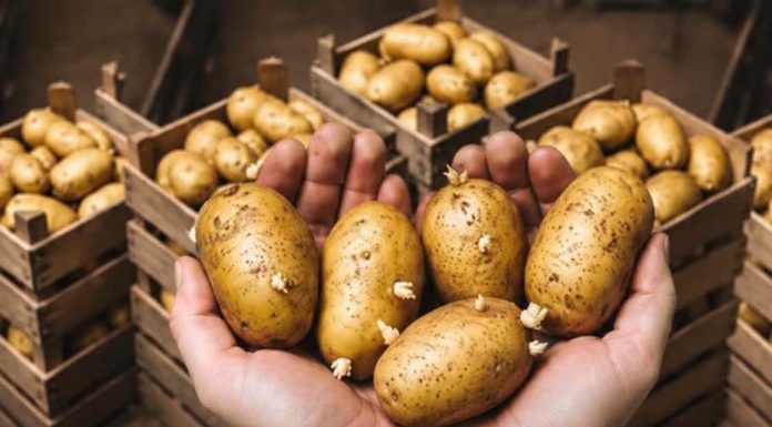 Kako sačuvati krompir 0d klijanja? Skladištite ga na ovaj način ! Kako sačuvati krompir 0d klijanja? Skladištite ga na ovaj način ! - featured image
