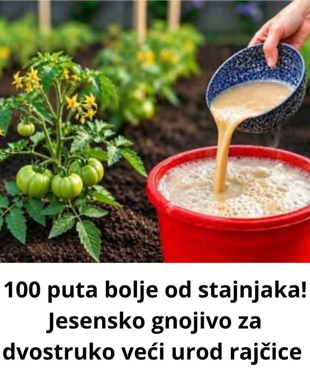 100 puta bolje 0d stajnjaka! Jesensko gnojivo za dvostruko veći urod rajčice - featured image