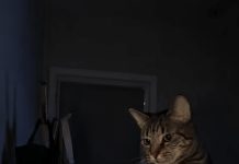 Mačka je svake noći budila svog vlasnika i istjerala je iz spavaće sobe: žena je mislila da mačka ima psihičkih problema dok je nije odnijela veterinaru 😢 😲 Mačka je svake noći budila svog vlasnika i istjerala je iz spavaće sobe: žena je mislila da mačka ima psihičkih problema dok je nije odnijela veterinaru 😢 😲 - featured image