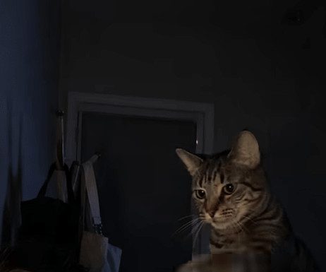 Mačka je svake noći budila svog vlasnika i istjerala je iz spavaće sobe: žena je mislila da mačka ima psihičkih problema dok je nije odnijela veterinaru 😢 😲 Mačka je svake noći budila svog vlasnika i istjerala je iz spavaće sobe: žena je mislila da mačka ima psihičkih problema dok je nije odnijela veterinaru 😢 😲 - featured image